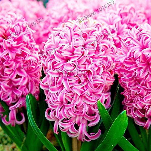 Shopmeeko Samen: 100pcs / bag Hyazinthe Pflanzen Bonsai-Blumen-Garten (nicht Hyazinthe Glühbirne) Holland hydroponische Blume Outdoor-Anlage: 7