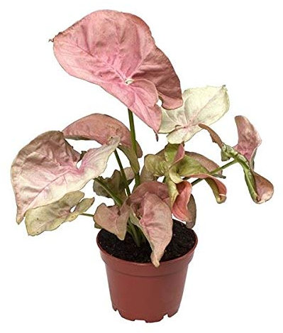 Syngonium Neon House Plant in 6cm Pot. Unusual Pink Leaves.