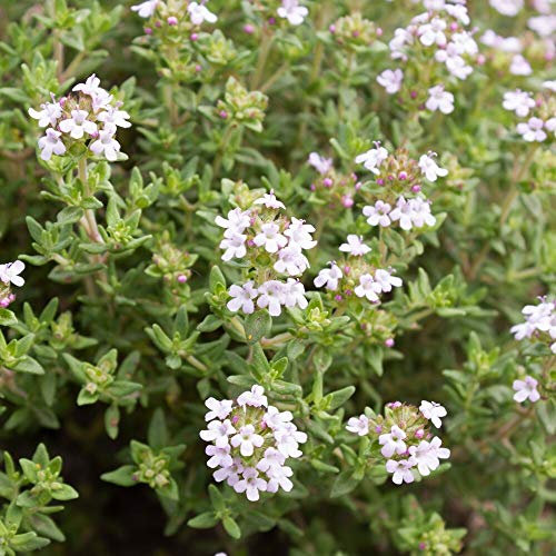 MHD 06/25 Feldthymian Samen, Thymus serpyllum