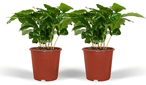 Coffea Arabica - Planta de café | 2 piezas - 25cm - Ø12cm - Planta de interior - Hojas perennes - Multitrato