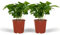 Coffea Arabica - Planta de café | 2 piezas - 25cm - Ø12cm - Planta de interior - Hojas perennes - Multitrato