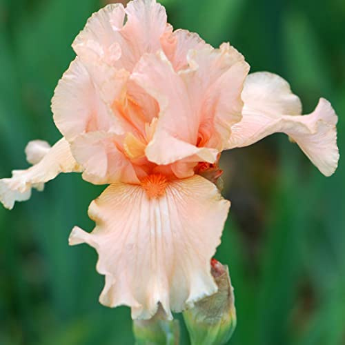 6 x Schwertlilie 'Pink Horizon' - Iris Germanica 'Pink Horizon': Rosafarbene Blüten in der Sonne.