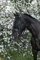 Riding World Trensenzaum Nasenriemen Französische Cob Schwarz