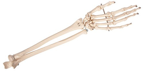 Sport-Tec Handskelett mit Unterarm, beweglich, Anatomie Modell, Anatomische Lehrmittel, Medizin