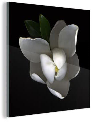 Glasbild Glasfoto Wandbild Bilder Deko 50x50 cm Magnolie - Makro - Blumen