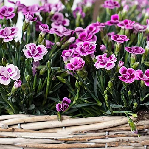 500 Stück lila nelken samen bartnelken Nelke garten pflanzen winterharte dachbegrünung pflanzen für balkonkästen winterhart draußen geschenk gartenliebhaber kräutergarten balkon
