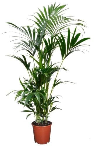 Plant in a Box - Kentia Palmier - Pokon - Howea Forsteriana - Plante verte interieur vivante - Purifiante - Pot 18cm - Hauteur 90-100cm