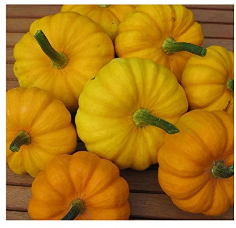 PREMIER SEEDS DIRECT Miniature Pumpkin - Jack BE Little - 45 Finest Seeds