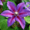 Clematis 'Mrs. N. Thompson' - Schöne Kletterpflanze