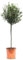Olivo Natural Árbol Resistente de Cultivo Exterior