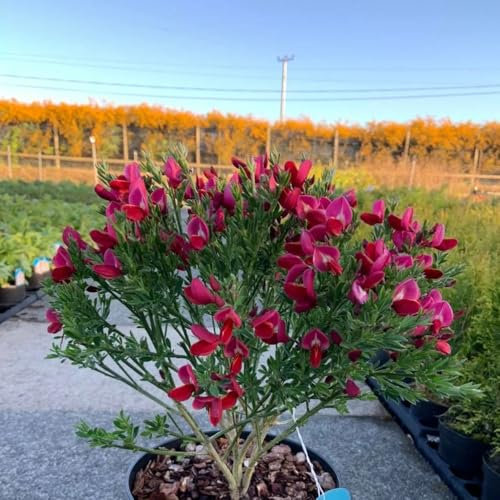 80 pcs Samen Saatgut Ginster - steinpflanzen winterhart, blumengeschenk Cytisus Scoparius pflanzen blumen garten rosenpflanzen wiesensaatgut gartensamen schnittblumen samen, zimmerpflanzen