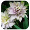 SVI Frische 30pcs Waldrebe Blumensamen für das Pflanzen White 2