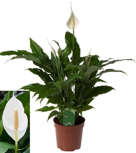 POWERS TO FLOWERS - SPATIFILIUM GRANDIFLORA, SPATIFILLO XXL IN VASO 17cm diametro, pianta vera