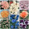 80 Pcs Rosen Samen, Kletterrosen Samen - Herbst Dekoration, Exotische Pflanzen Winterhart Rankhilfe Rosen Samen, Bodendeckerrosen, Strauchrosen, Schnittblumen Samen, Bio Saatgut, Wildblumenwiese
