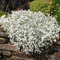 PREMIER SEEDS DIRECT - Cerastium Tomentosum - Snow in Summer - 1500 Seeds