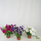 Petunia - Plantas Vivas - Pack de 3 - Plantas de Exterior con Flores de Colores