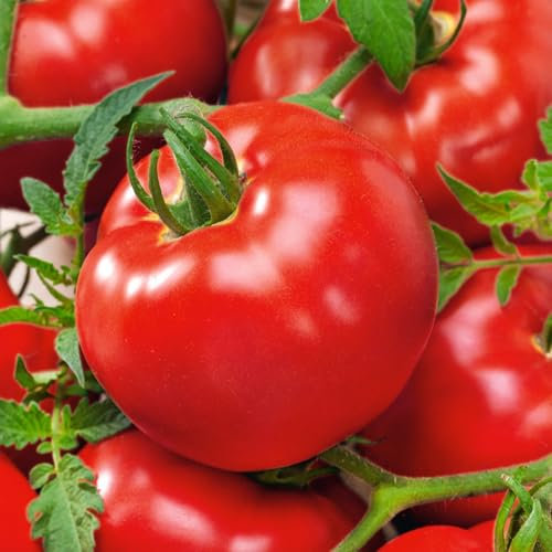 PREMIER SEEDS DIRECT - Tomato Seeds - Delicious- 50 Finest Seeds