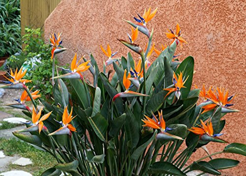 1 PIANTA di Strelitzia Reginae O Uccello del Paradiso in Vaso 10CM perenne