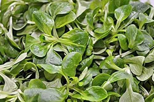 Lotto di 500 semi di lattuga d'agnello tonda - Gustosa varietà cotta o in insalata - Lattuga molto produttiva - 100% naturale - Grande qualità gustativa - Germinazione garantita - 100% riproducibile