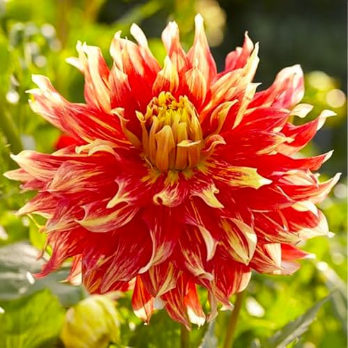 Bulbes (racines tubéreuses) de DAHLIA | Bulbes provenant des meilleurs producteurs néerlandais | Sélection et contrôle | Floraison garantie. (2 Dahlia Bodacious)