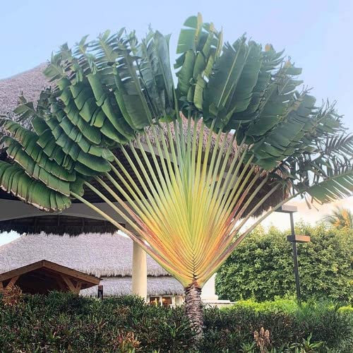 Plant World Seeds - Ravenala Madagascariensis Seeds (Tropical and Conservatory Seeds)