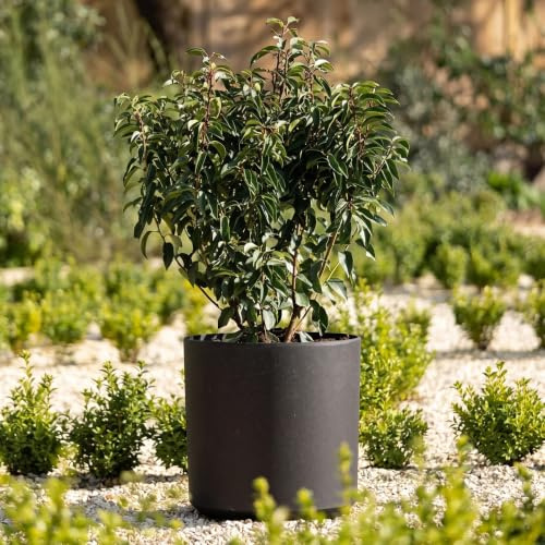 Primrose Flower Pot Cylinder Plastic Planter in Black Small 28cm