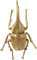 Kare Design Wandschmuck Herkules Beetle, Gold, Deko Objekt, Wandschmuck, Käfer, 41x27x14 cm (H/B/T)