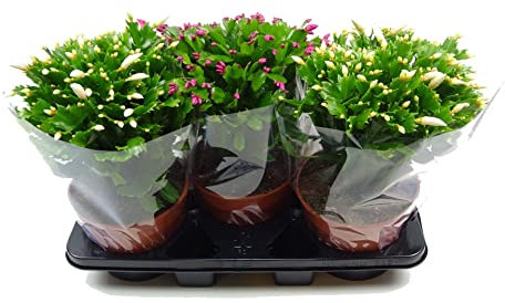 DECOALIVE Trio de Schlumbergera o Cactus de la Navidad Naturales