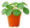 PLNTS - Pilea Peperomioides Pfannkuchenpflanze (Ufopflanze) - Zimmerpflanzen, Pflanzen Echt, Nachhaltige Verpackung - Inklusive 12cm Topf - Höhe 20cm - Direkt von der Gärtnerei