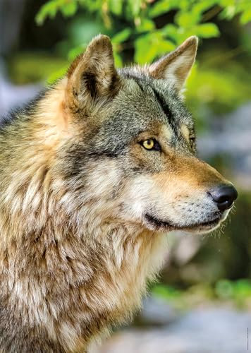 Nathan Puzzle für Erwachsene – Puzzle 1000 Teile – Europäischer Grauwolf – Erwachsene und Kinder ab 14 Jahren – Hochwertiges Puzzle – perfekte Integration – Kollektion Wildes Leben – 12001146