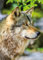Nathan Puzzle für Erwachsene – Puzzle 1000 Teile – Europäischer Grauwolf – Erwachsene und Kinder ab 14 Jahren – Hochwertiges Puzzle – perfekte Integration – Kollektion Wildes Leben – 12001146