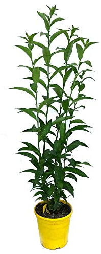 PLANTA NATURAL | GALÁN DE NOCHE | MACETA 15CM | ALTURA APROX. 50CM | CESTRUM NOCTURNUM | PERFECTA PARA EXTERIOR