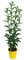 PLANTA NATURAL | GALÁN DE NOCHE | MACETA 15CM | ALTURA APROX. 50CM | CESTRUM NOCTURNUM | PERFECTA PARA EXTERIOR