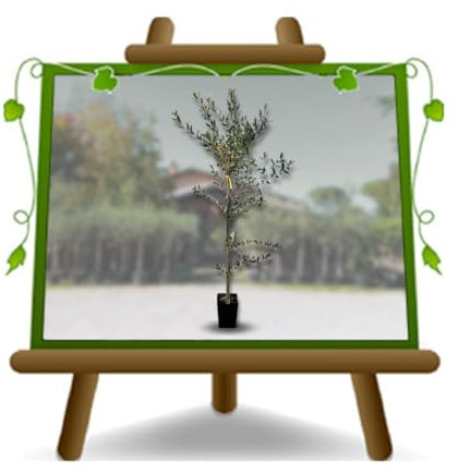 EURO PLANTS VIVAI Olivo Coratina Pianta da Frutto in Vaso 20 cm, Altezza 140-150 cm, 3 Anni