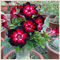 (Wüstenrose pflanze mix) - Desert rose plant - Adenium obesum pflanze - Adenium obesum wüstenrose - Wüstenrose pflanze kaufen-1zwiebeln-I
