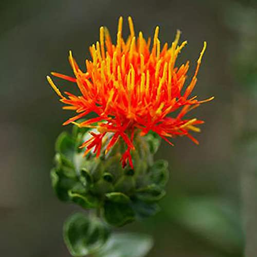300 Unids Semillas de Azafrán Floración Ecológico Comestible Fácil Plantación Naranja Carthamus Semillas Parterre Suministros Naranja