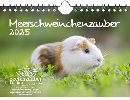 Meerschweinchenzauber DIN A5 Wandkalender für 2025 Meerschweinchen - Inhalt: 1x Kalender 1x Weihnachtsanhänger 1x Grußanhänger (gesamt 3 Teile)