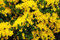 Kriechginster Kissenginster Cytisus decumbens Containerware 30-40 cm