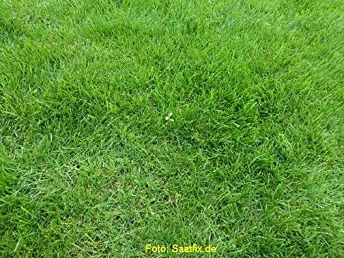 Grassamen Rasensamen Gerbrauchsrasen für Trockenlagen RSM 2.2.2, 1kg für 25m²