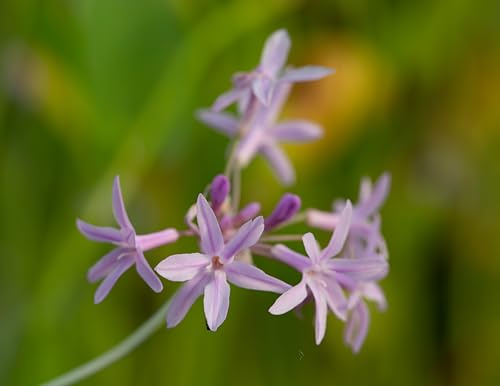 Lincsplants - Tulbaghia violacea variegata-1 / 3Ltr Bareroot