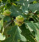 Neue, frische, grüne Quercus-Baum, 10 Stuck:Seeds Only