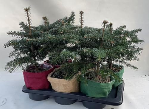 Abete del Caucaso Abies nordmanniana pianta in vaso 9x9 cm Vivaio di Castelletto