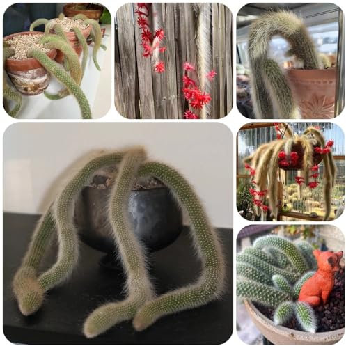 semillas de cactus cola de mono, balcón con cama elevada, plantas de interior Semillas de Hildewintera colademononis, plantas para jardin plantar semillas plantas de interior Las 20pcs