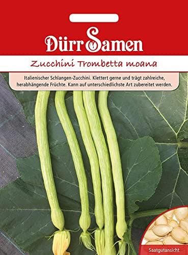 Zucchini Samen Trombetta Zucchinisamen Schlangenzucchini 8 Korn Gemüse Garten Hochbeet Saatgut Dürr Samen
