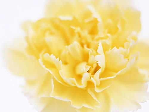 PREMIER SEEDS DIRECT - Carnation Seeds - CHABAUD Marie Yellow (3,500 Seeds)