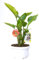 Vannucci Piante - Strelizia, Strelitzia nicolai, pianta da appartamento, pianta da balcone