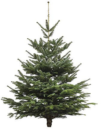 Echter Weihnachtsbaum - Nordmanntanne - frisch geschlagen Christbaum Tannenbaum (Tanne, 160-180 cm)