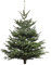 Echter Weihnachtsbaum - Nordmanntanne - frisch geschlagen Christbaum Tannenbaum (Tanne, 160-180 cm)