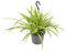 Bloomique - Chlorophytum Variegatum - Grünlilie - Hängepflanzen - Zimmerpflanzen - Luftreinigend - Tierfreundlich - 30-40 cm Hoch - Hängetopf 18 cm