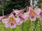 Lilienzwiebeln Baumlilie Riesenlilien Lilium Zwiebeln Onion Knollen Winterhart Frische mehrjährig duftenden Prachtblüten (Eastern Moon)